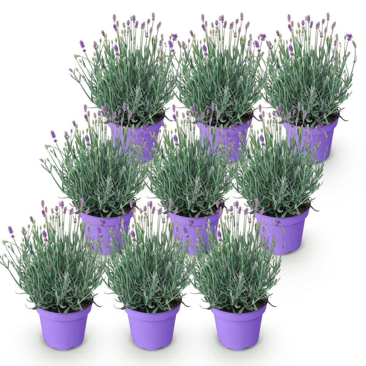 Green boutiQ - Plante de jardin - Lavandula angustifolia Munstead - Lavande - Rustique - Violet - 9 Plantes - Pot 12cm - Hauteur 15-25cm