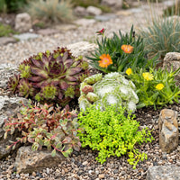 24x - Alpine mix - Ø7cm - ↕10-12cm