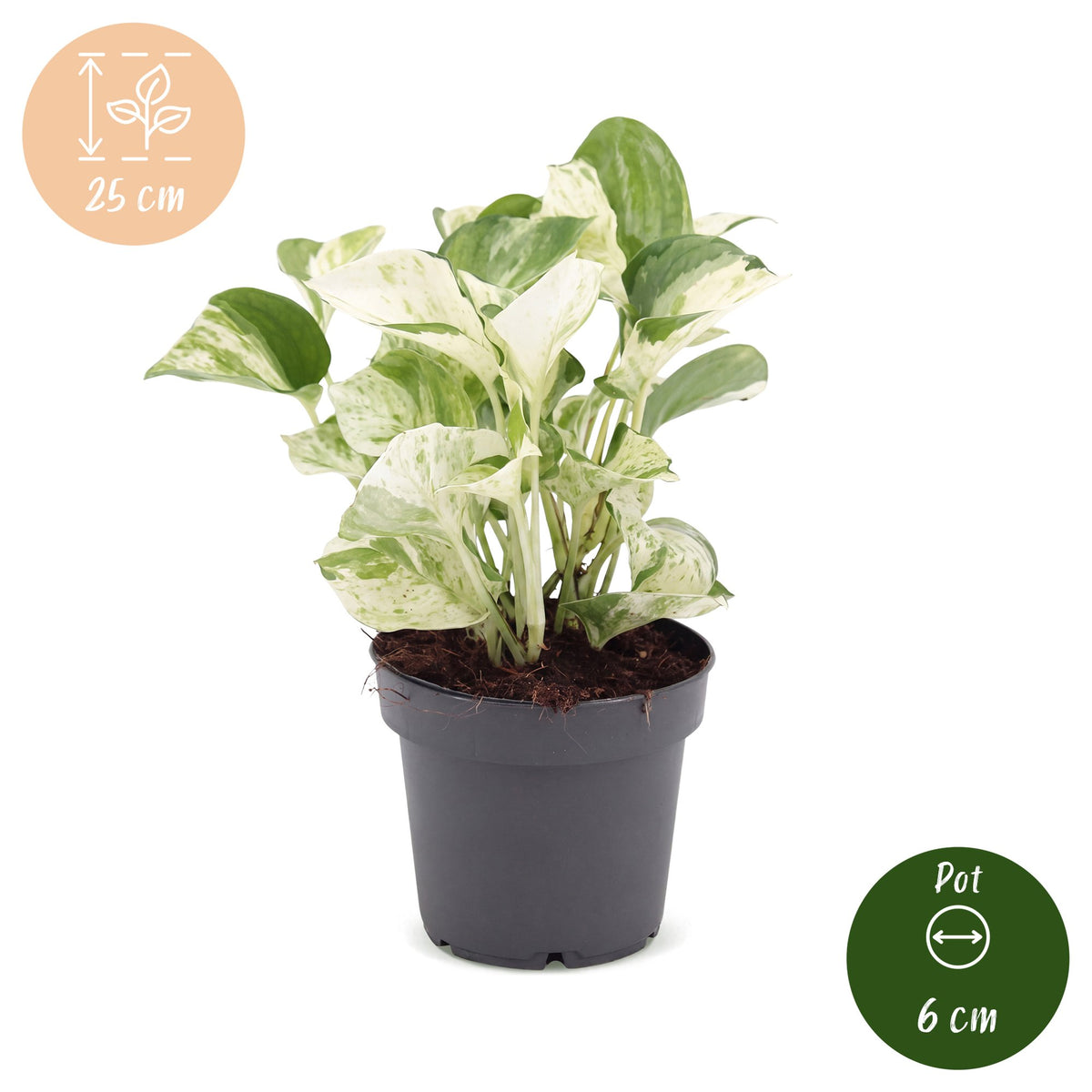 Epipremnum Manjula - Manjula Pothos - Green - White - Tropical - Ø12cm - ↕25cm