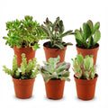 Mini mélange de succulentes - 6 pièces - Ø 5,5 cm - Hauteur : 5-10 cm