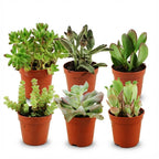 Mini mélange de succulentes - 6 pièces - Ø 5,5 cm - Hauteur : 5-10 cm