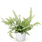 Green boutiQ - Plante d'intérieur - Pteris cretica Albolineata - Ptéris de Crète - Plante adaptée aux animaux de compagnie - Vert - 1 plante - avec pot blanc - Pot 12 cm - Hauteur 20 cm