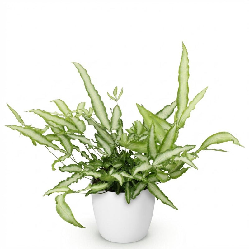 Green boutiQ - Kamerplant - Pteris cretica Albolineata - Lintvaren - Huisdiervriendelijke Plant - Groen - 1 Plant - met Potter Wit - Pot 12cm - Hoogte 20cm