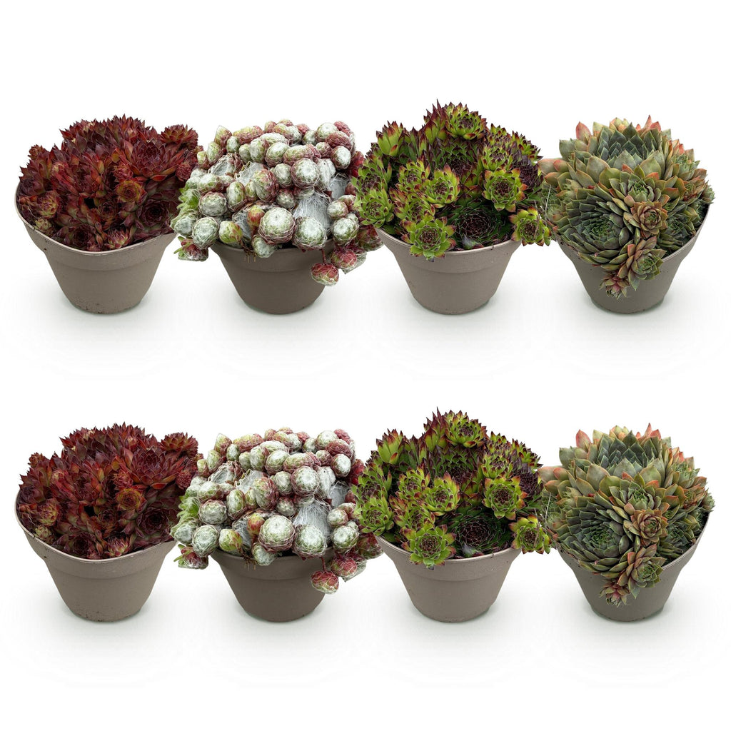 Green boutiQ - Couvre-sol - Rustique - Sempervivum Big Sam - 8 Plantes - Couleurs assorties - Peu d'entretien - Pot 14 Hauteur 17
