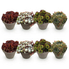 Green boutiQ - Couvre-sol - Rustique - Sempervivum Big Sam - 8 Plantes - Couleurs assorties - Peu d'entretien - Pot 14 Hauteur 17