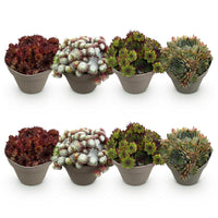 Green boutiQ - Bodembedekker - Winterhard -Sempervivum Big Sam - 8 Planten - Diversen kleuren - Weinig Onderhoud - Pot 14 Hoogte 17