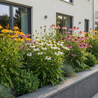 Green boutiQ - Plante vivace - Echinacea Tricolour - Échinacée - Attire les abeilles et les papillons - Jaune - Rose - Blanc - 6 Plantes - Pot 11cm - Hauteur 15-25cm