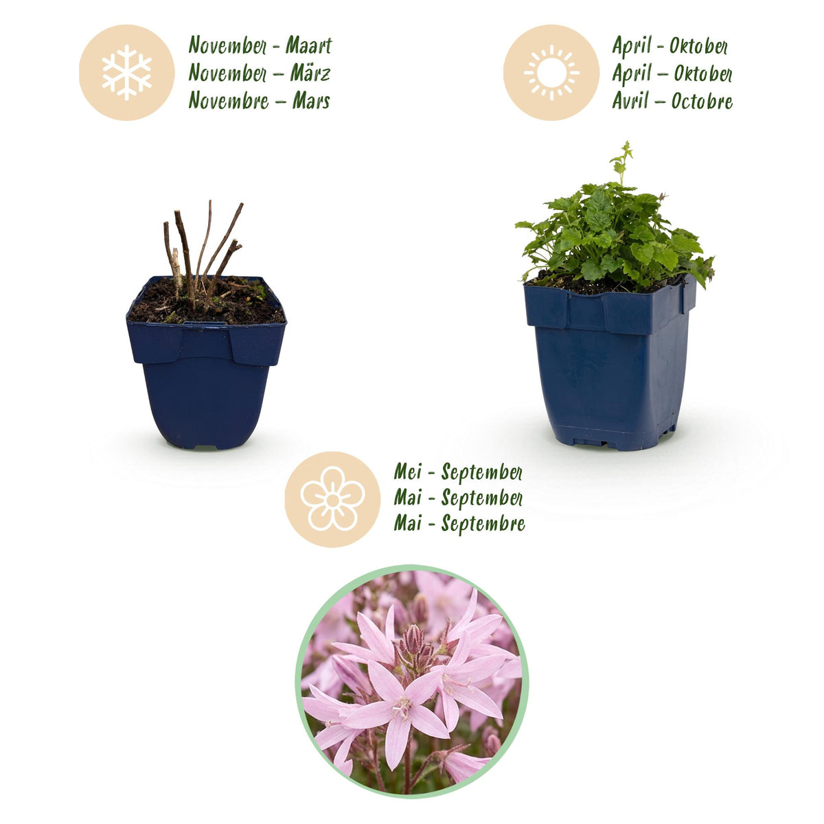 Green boutiQ - Plante vivace - Campanula posch. Lisduggan Variety - Pied d'alouette - Couvre-sol - Blanc - 12 plantes - Pot 11cm - Hauteur 15-25cm