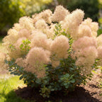 Green boutiQ - Plante de jardin - Cotinus coggygria Young Lady - Vert 1 Plante - Caduc - Peu d'entretien - Pot 12cm Hauteur 35cm