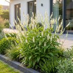 Green boutiQ - Stauden - Persicaria ampl. Alba - Knöterich - Schatten - Weiß - 6 Pflanzen - Topf 11cm - Höhe 15-25cm