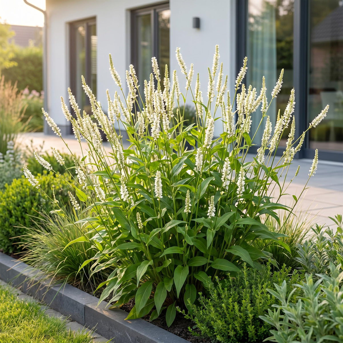 Green boutiQ - Plante vivace - Persicaria ampl. Alba - Renouée - Ombre - Blanc - 6 plantes - Pot 11cm - Hauteur 15-25cm