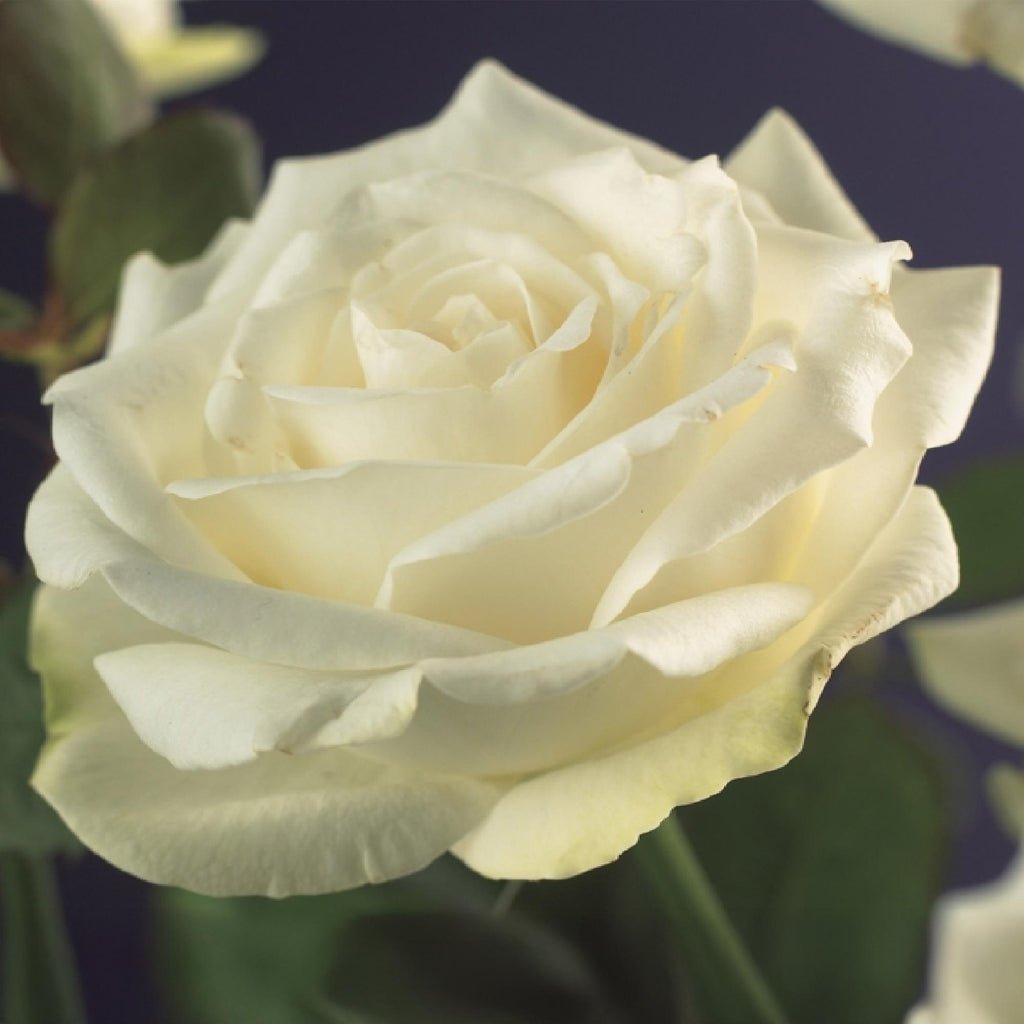 Green boutiQ - Rosier grimpant - Rosa White Climber - Fleur blanche - Peu d'entretien - 2 plantes - Pot 11cm Hauteur 40cm
