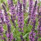 Green boutiQ - Stauden - Salvia nem. Sense Deep Pink - Salbei - Bienen- und Schmetterlingsmagnet - Rosa - 3 Pflanzen - Topf 11cm - Höhe 15-25cm