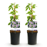 Green boutiQ - Klimplant - Clematis Justa - Bloem Licht Blauw - Weinig onderhoud -2 planten -  Pot 11cm Hoogte 40cm