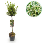 Green boutiQ - Plante sur tige - Euonymus fortunei Emerald Gaiety - Plante de terrasse - Persistant - Rustique - Feuillage vert-gris - Pot 19cm Hauteur 90cm