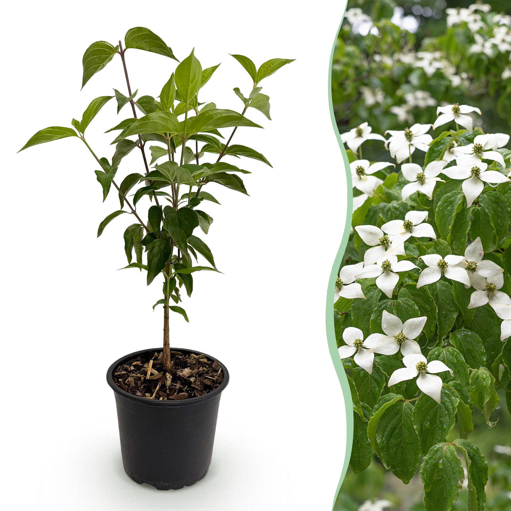 Green boutiQ - Plante de Jardin - Cornus kousa chinensis - Fleur Blanche - 1 Plante - Caduc - Peu d'Entretien - Pot 12cm Hauteur 35cm