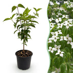 Green boutiQ - Plante de Jardin - Cornus kousa chinensis - Fleur Blanche - 1 Plante - Caduc - Peu d'Entretien - Pot 12cm Hauteur 35cm