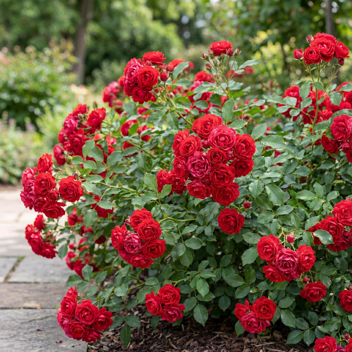 Green boutiQ - Rosier - Rosa Rote The Fairy - Rose - Rustique - Rouge - 3 Plantes - Pot 12cm - Hauteur 20-25cm