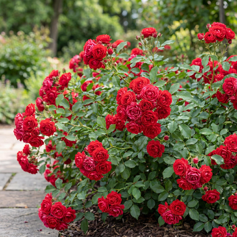 Green boutiQ - Tuin Roos - Rosa Rote The Fairy - Roos - Winterhard - Rood - 3 Planten - Pot 12cm - Hoogte Hoogte 20-25cm