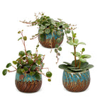 3x Baby Peperomia Mix - Green - Red - Tropical - incl. Copper Reef - Ø6cm - ↕5-15cm