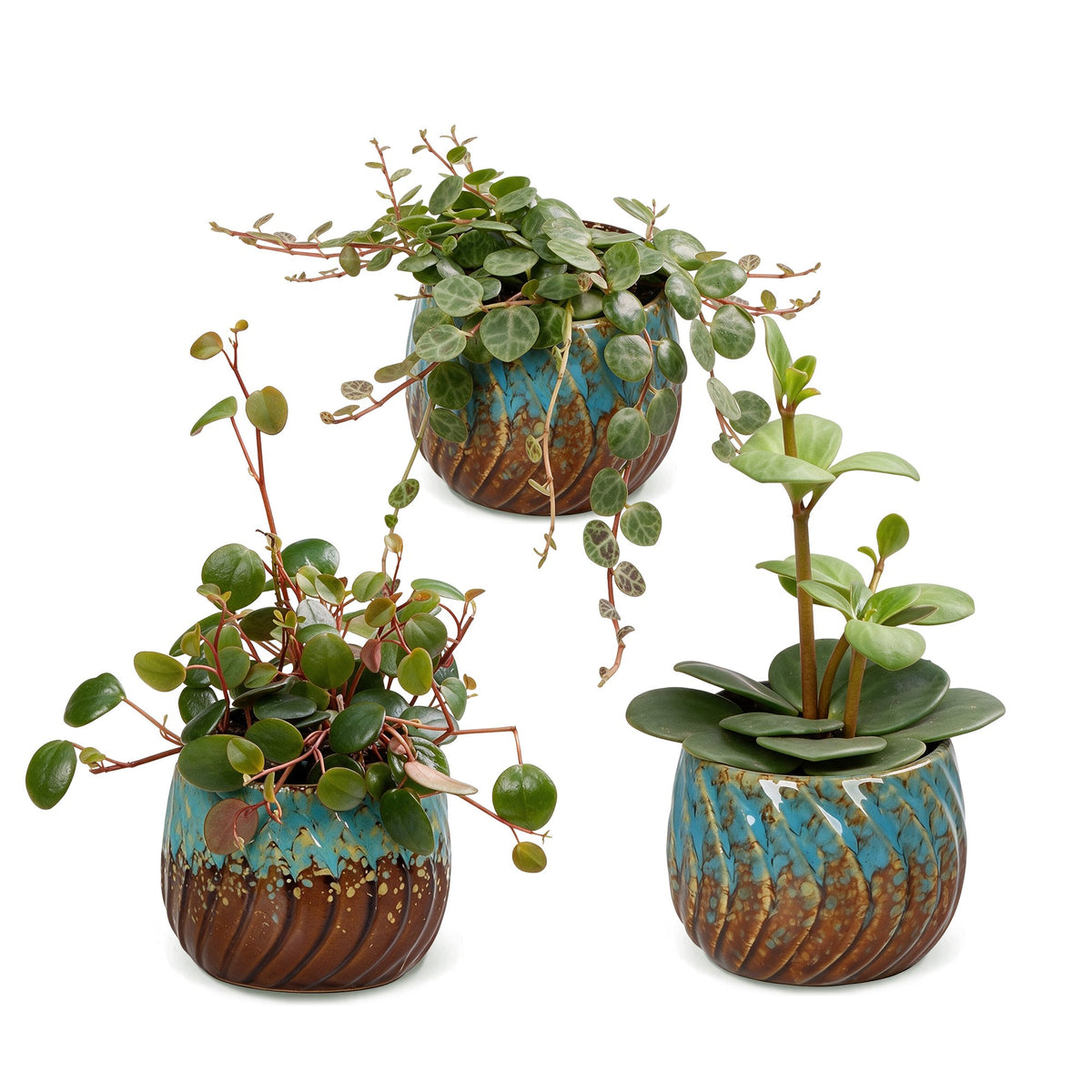 3x Baby Peperomia Mix - Green - Red - Tropical - incl. Copper Reef - Ø6cm - ↕5-15cm