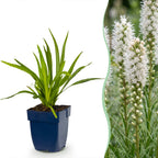 Green boutiQ - Stauden - Liatris spicata Alba - Ährige Prachtscharte - Bienen- und Schmetterlingsmagnet - Weiß - 24 Pflanzen - Topf 11cm - Höhe 15-25cm