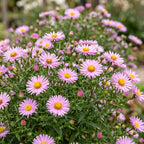 Green boutiQ - Stauden - Aster Wood's Pink - Prachtspiere - Bienen- und Schmetterlingsmagnete - Rosa - 3 Pflanzen - Topf 11cm - Höhe 15-25cm