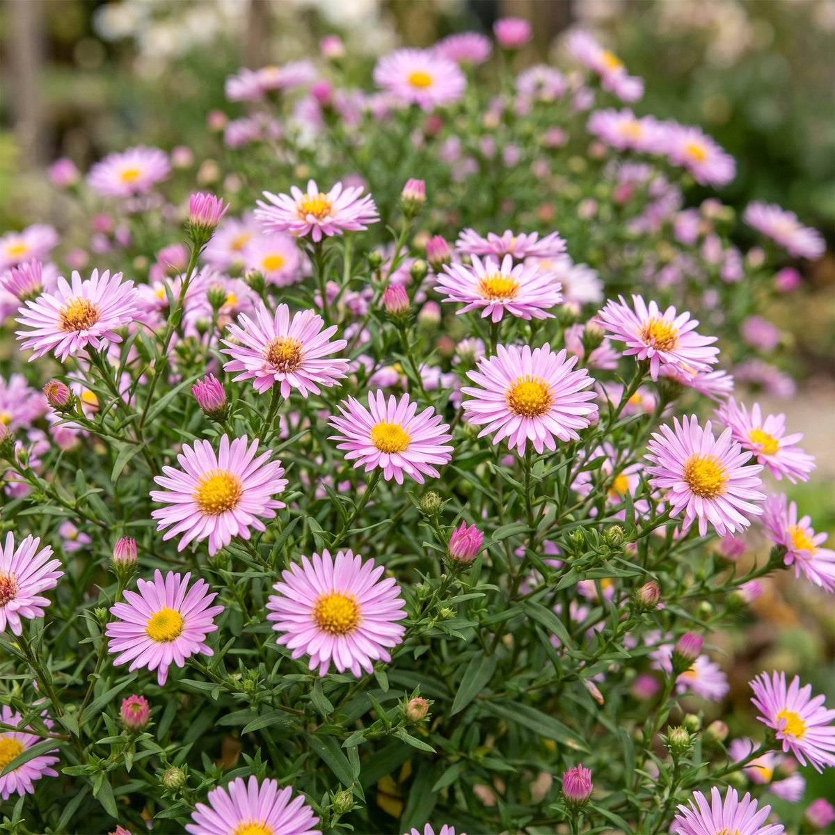 Green boutiQ - Stauden - Aster Wood's Pink - Prachtspiere - Bienen- und Schmetterlingsmagnete - Rosa - 3 Pflanzen - Topf 11cm - Höhe 15-25cm