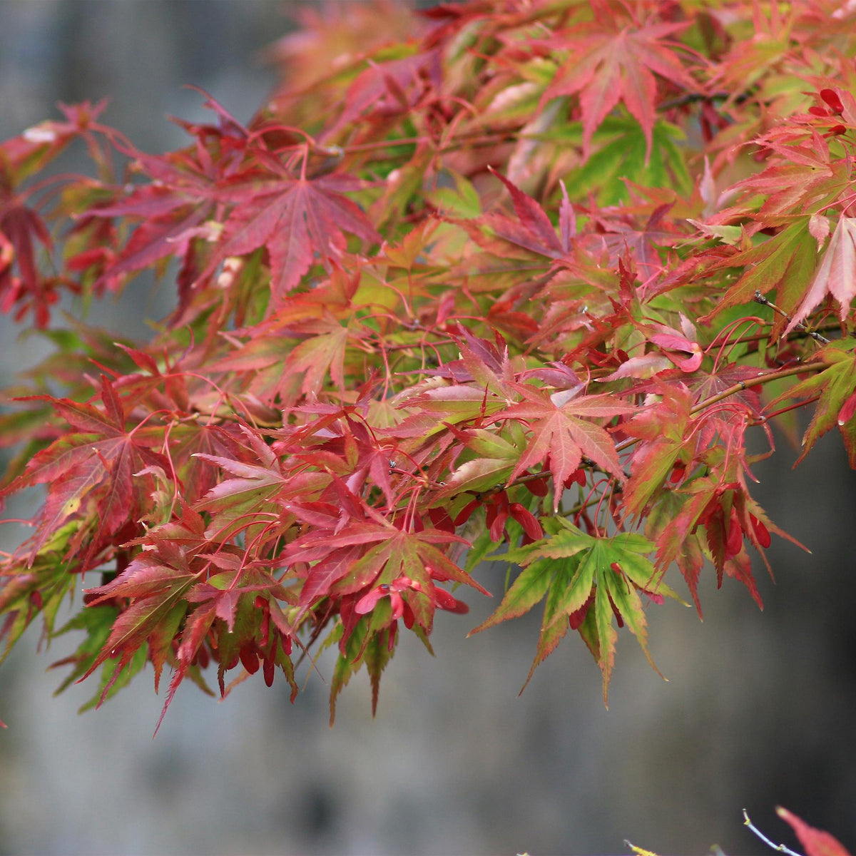 Green boutiQ - Plante de jardin - Acer palmatum Beni-maiko - Rouge - 1 Plante - Caduc - Entretien facile - Pot 12 cm Hauteur 35 cm