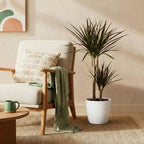 Green BoutiQ - Plantes d'intérieur - Dracaena Magenta - Dragonnier - Peu d'entretien - Vert - 1 plante - avec pot blanc - Pot 21 cm - Hauteur 90-100 cm