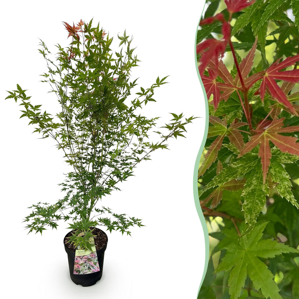 Green boutiQ - Plante de jardin - Acer palmatum Phoenix - Érable du Japon - Caduc - Vert - Rouge - 1 - Pot 26cm - Hauteur 90cm