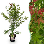 Green boutiQ - Plante de jardin - Acer palmatum Phoenix - Érable du Japon - Caduc - Vert - Rouge - 1 - Pot 26cm - Hauteur 90cm