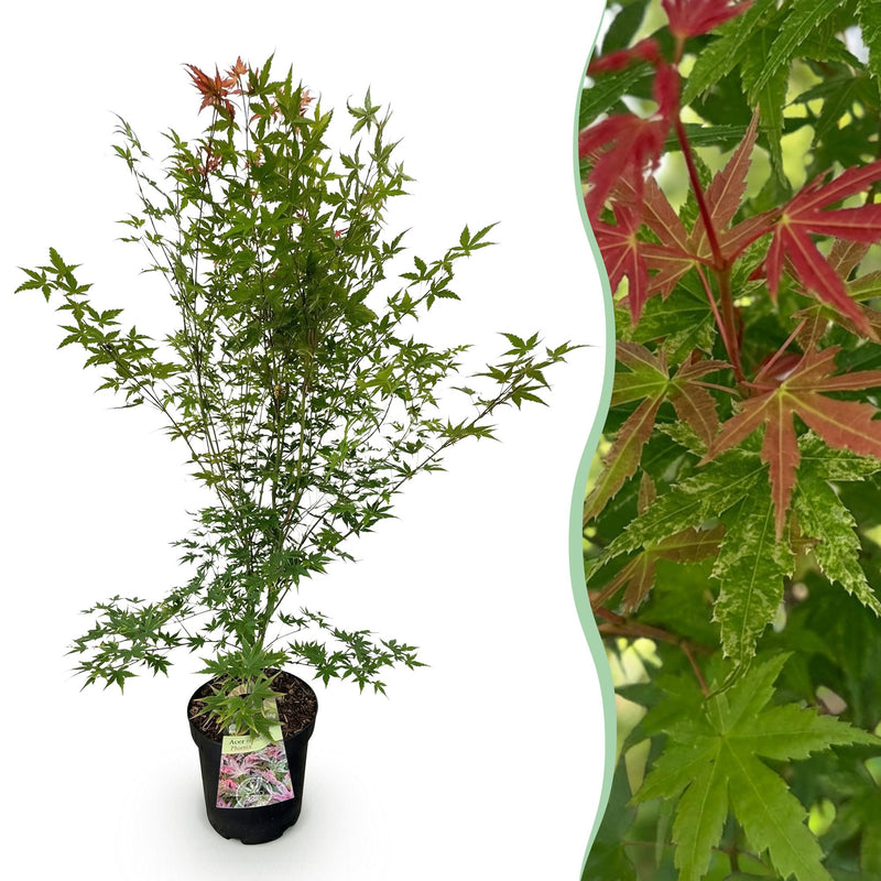 Green boutiQ - Tuinplant - Acer palmatum Phoenix - Japanse Esdoorn - Bladverliezend - Groen - Rood - 1 - Pot 26cm - Hoogte 90cm