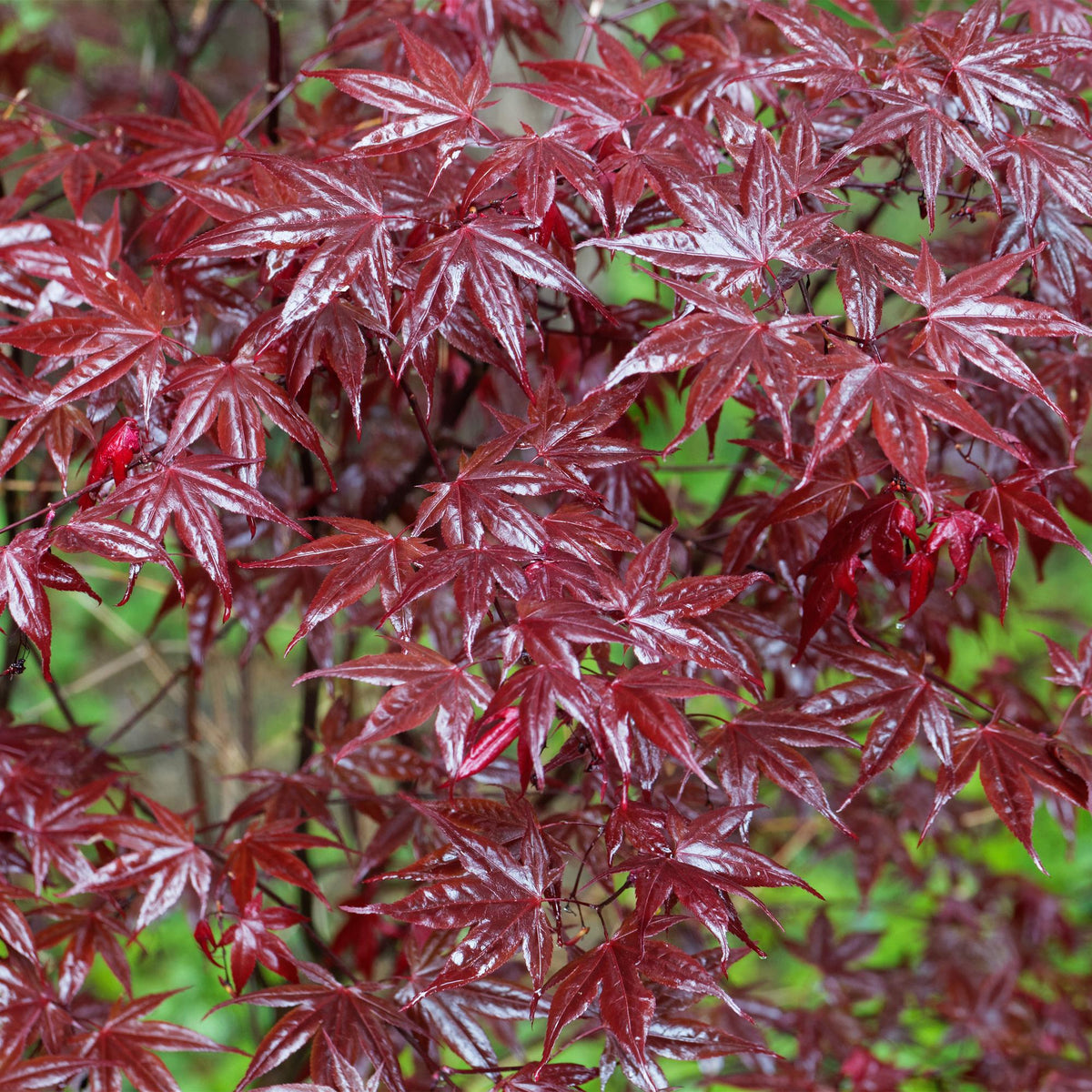 Green boutiQ - Plante de jardin - Acer palmatum Bloodgood - Érable du Japon - Caduc - Rouge - 1 - Pot 26cm - Hauteur 90cm