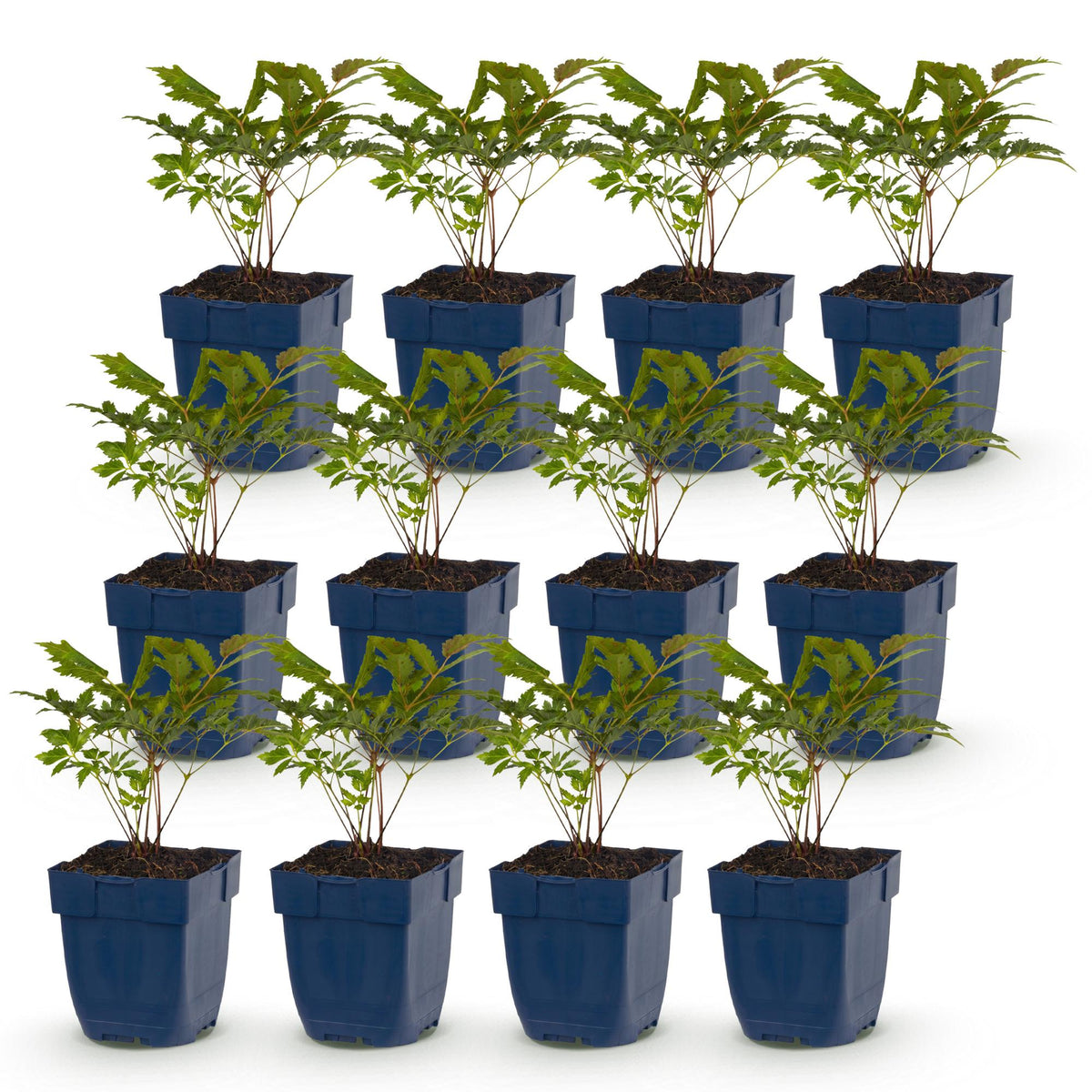 Green boutiQ - Vasteplant - Astilbe Tricolour - Pluimspirea - Schaduw - Paars - Roze - Wit - 12 Planten - Pot 11cm - Hoogte 15-25cm