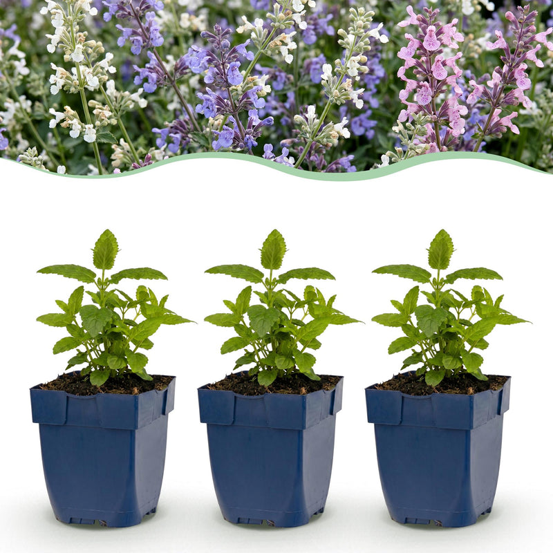 Green boutiQ - Vasteplant - Nepeta Tricolour - Kattenkruid - Bijen- en vlinderlokkers - Paars - Roze - Wit - 6 Planten - Pot 11cm - Hoogte 15-25cm