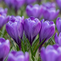 240x Crocus Blue - Blauwe krokus - Blauw - Verwilderingsbol - Bolmaat 7/8