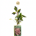 2x Clematis mont. 'Marjorie' - Clématite de montagne 'Marjorie' - Rose - Grimpante - Ø9cm - ↕35cm