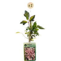 2x Clematis mont. 'Marjorie' - Mountain clematis 'Marjorie' - Pink - Climber - Ø9cm - ↕35cm