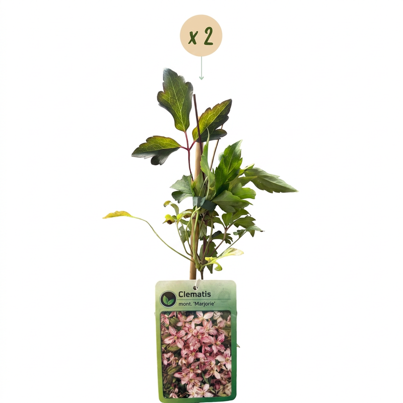 2x Clematis mont. 'Marjorie' - Berg-Waldrebe 'Marjorie' - Rosa - Kletterpflanze - Ø9cm - ↕35cm