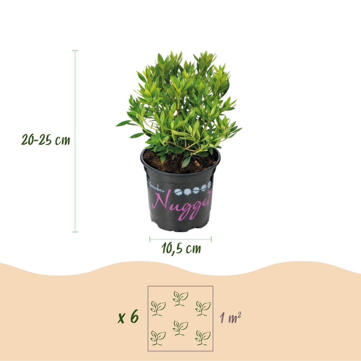Green boutiQ - Rhododendron nain - Rhododendron Bloombux rose clair - Buis fleuri - Peu d'entretien - Fleur rose clair - 1 plante - Pot 10,5 cm - Hauteur 20-25 cm