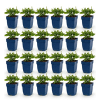 Green boutiQ - Vasteplant - Salvia nem. Sense Deepl Blue - Salie - Bijen en Vlinderlokkers - Paars - 24 Planten - Pot 11cm - Hoogte 15-25cm