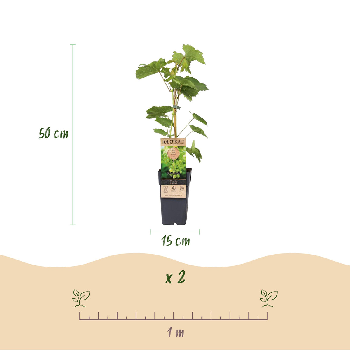 Green boutiQ - Fruitplant - Vitis vinifera Himrod - Vanessa - Druivenplant - Pitarm - Blauw & Witte Druif - 2 Planten - Pot 15cm - Hoogte 50cm