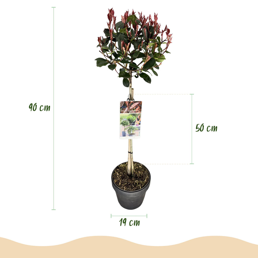 Green boutiQ - Photinia sur tige - Photinia fraseri Little Red Robin - Plante de terrasse - Persistant - Rustique - Feuillage vert-rouge - Pot 19cm Hauteur 90cm
