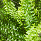 Green boutiQ - Plante d'intérieur - Nephrolepsis exaltata Green Lady - Fougère - Plante adaptée aux animaux de compagnie - Vert - 1 plante - avec panier - Pot 12cm - Hauteur 25cm