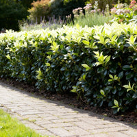 Green boutiQ - Haagplanten - Euonymus japonica Paloma Blanca - Blad Groen en Wit - 8 Planten - 1 Strekkende Meter - Groenblijvend - Pot 9cm Hoogte 30-35cm