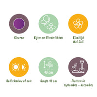 Green boutiQ - Bloembollen - Allium Purple Rain - Kleur Paars - 40 stuks - Bolmaat 10/12