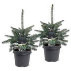 2x Picea pungens Glauca - Blue Spruce - Blue - Christmas tree - Ø23cm - ↕60cm