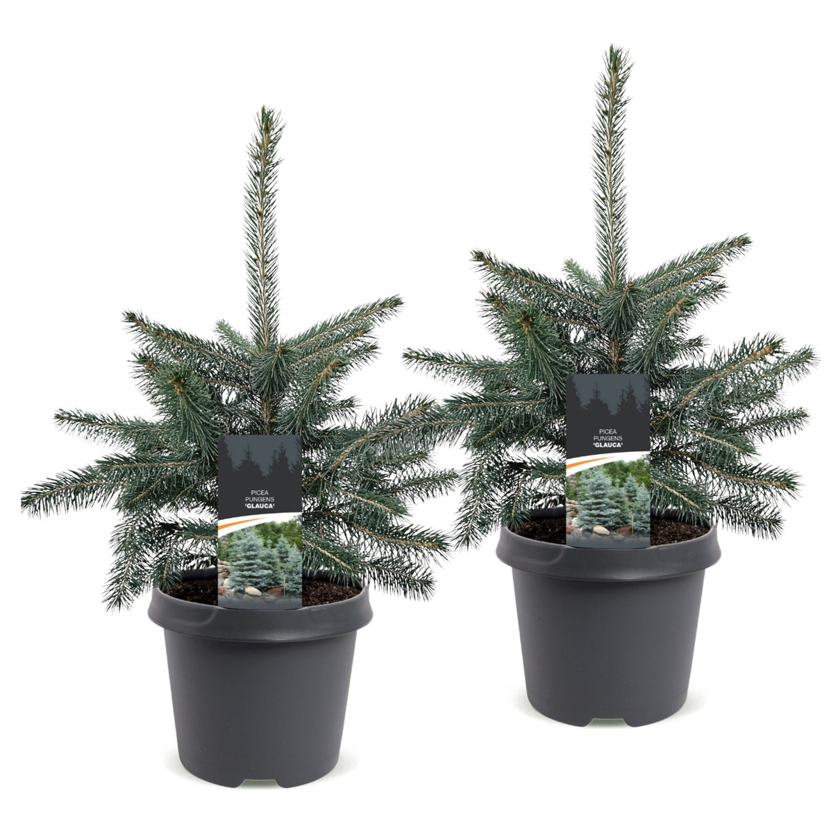 2x Picea pungens Glauca - Blue Spruce - Blue - Christmas tree - Ø23cm - ↕60cm