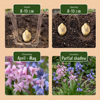 80x Hyacinthoides Hispanica mélange - Jacinthe des bois d'Espagne mélange - Divers - Bulbe de naturalisation - Calibre 7/8